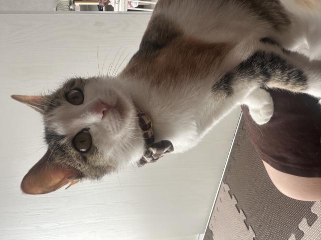 迷子猫No.2119の写真