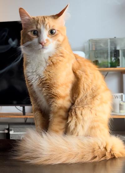 迷子猫No.1813の写真