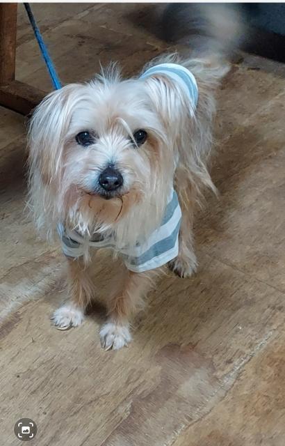 迷子犬No.2110の写真