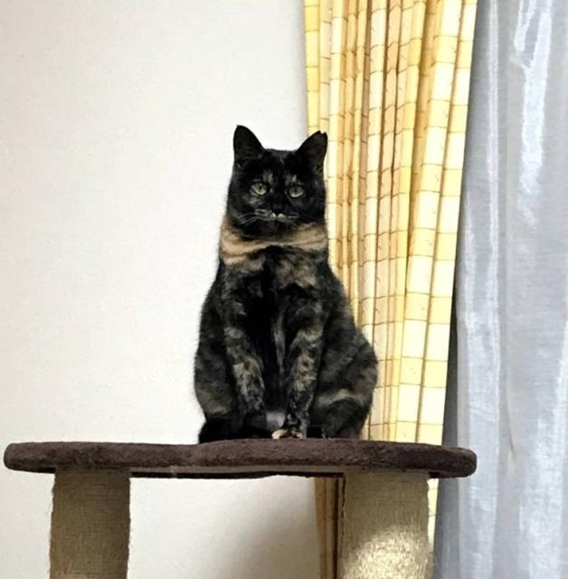 迷子猫の写真1