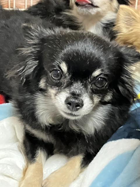 迷子犬の写真1