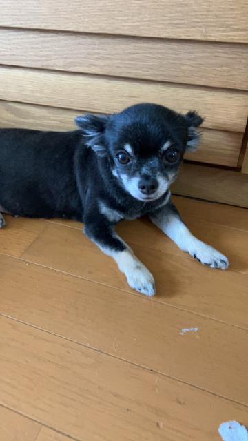 迷子犬の写真2