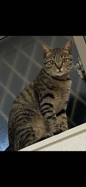 迷子猫の写真2