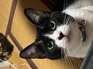 迷子猫の写真1