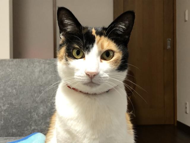迷子猫の写真1