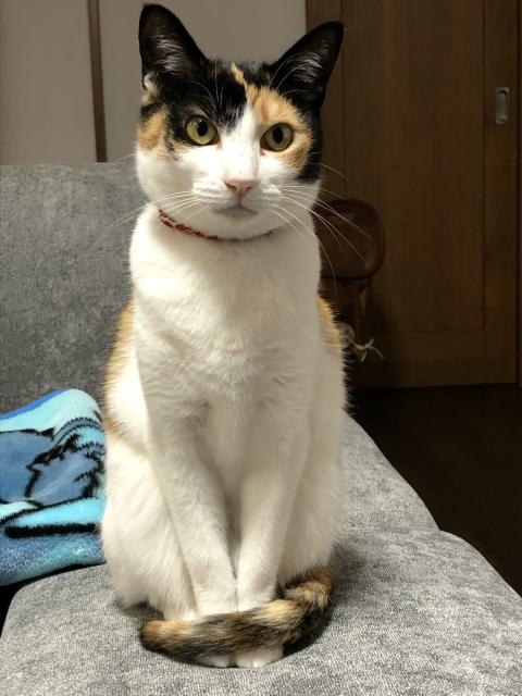 迷子猫の写真2