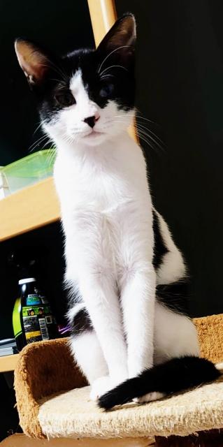 迷子猫の写真1