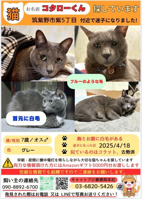 迷子猫No.1777の写真