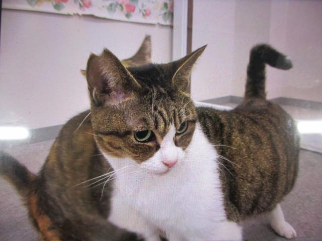 個人間譲渡猫No.0188の写真