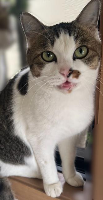 迷子猫No.2101の写真