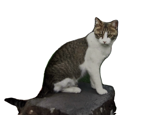 迷子猫No.2097の写真