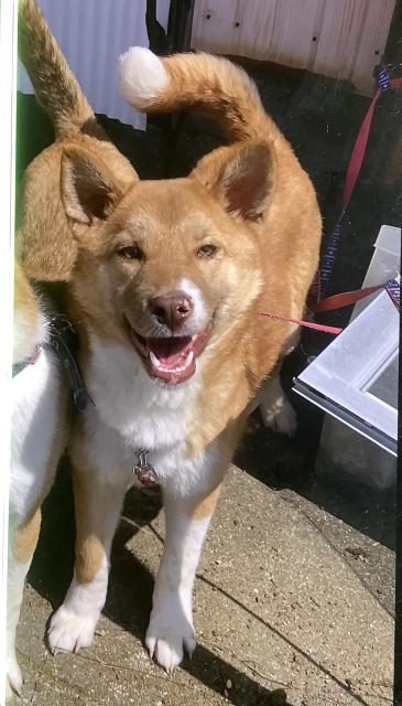 個人間譲渡犬No.0164の写真