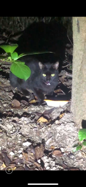 保護猫の写真2