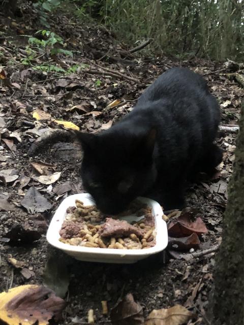 保護猫の写真3