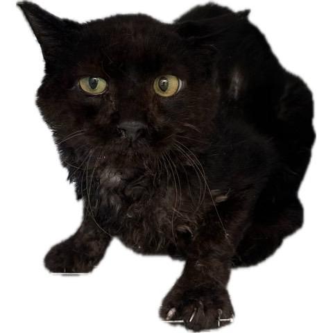 迷子猫No.1993の写真