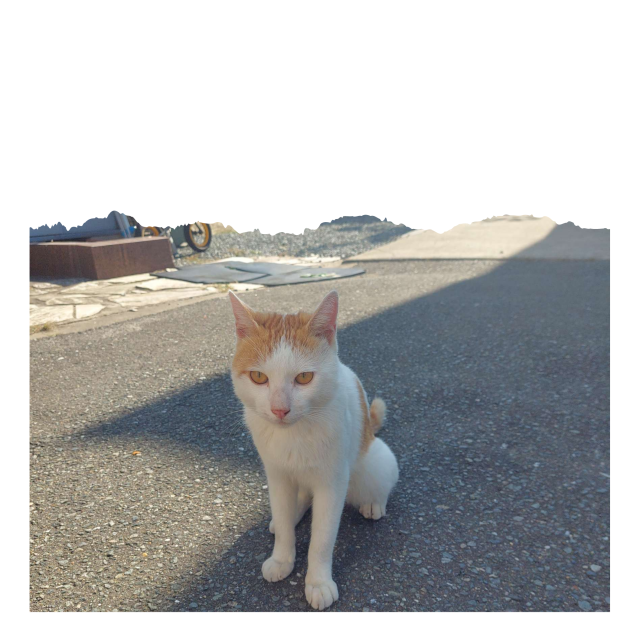 迷子猫のサムネイル画像1
