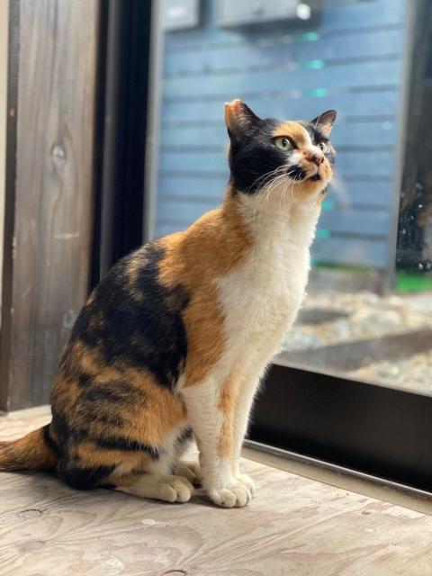 迷子猫の写真3