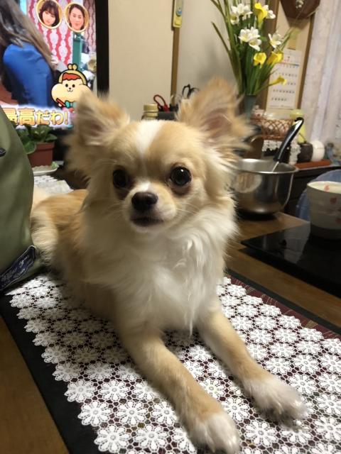 迷子犬No.2024の写真