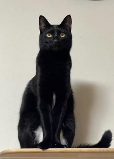 迷子猫の写真1