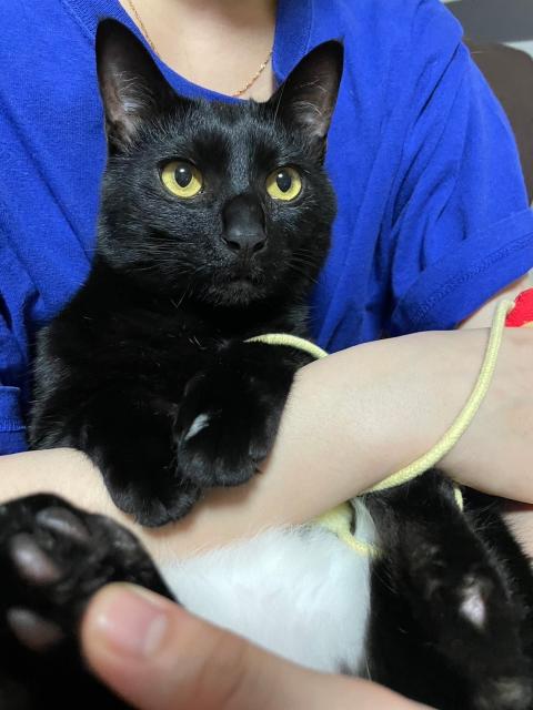 迷子猫の写真3