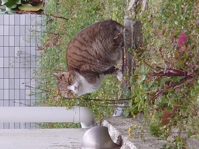 迷子猫の写真1