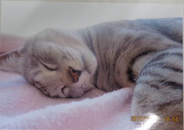 個人間譲渡猫No.0181の写真