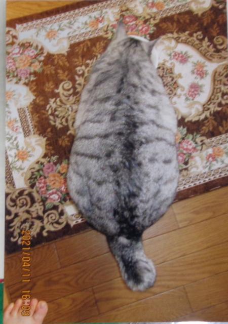 個人間譲渡猫の写真2