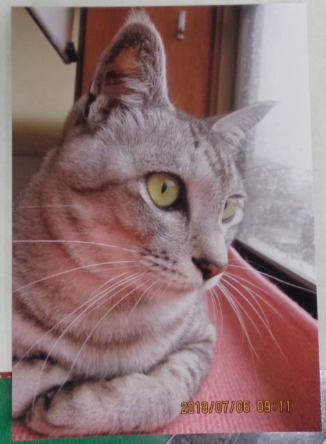 個人間譲渡猫の写真3