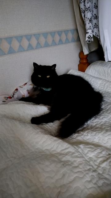 迷子猫No.1004の写真