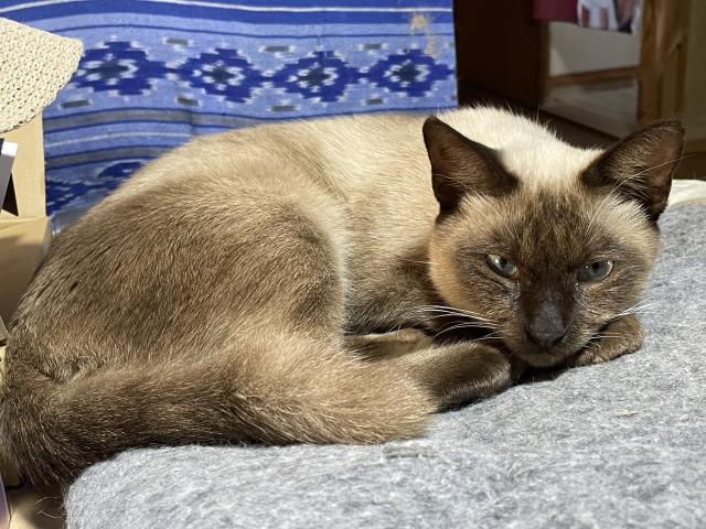 保護猫No.0379の写真