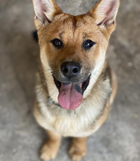 迷子犬の写真2