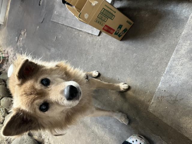 迷子犬の写真1
