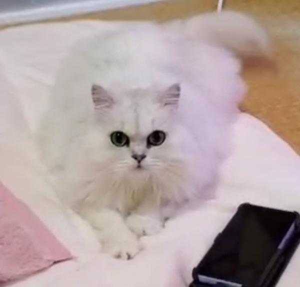 迷子猫の写真1