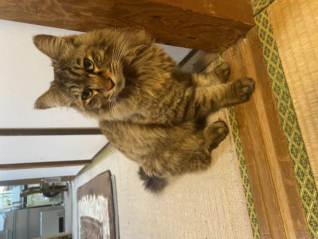 保護猫No.0347の写真