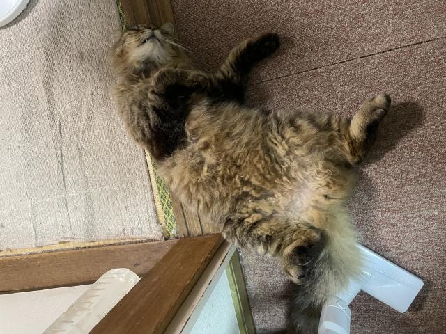 保護猫の写真2