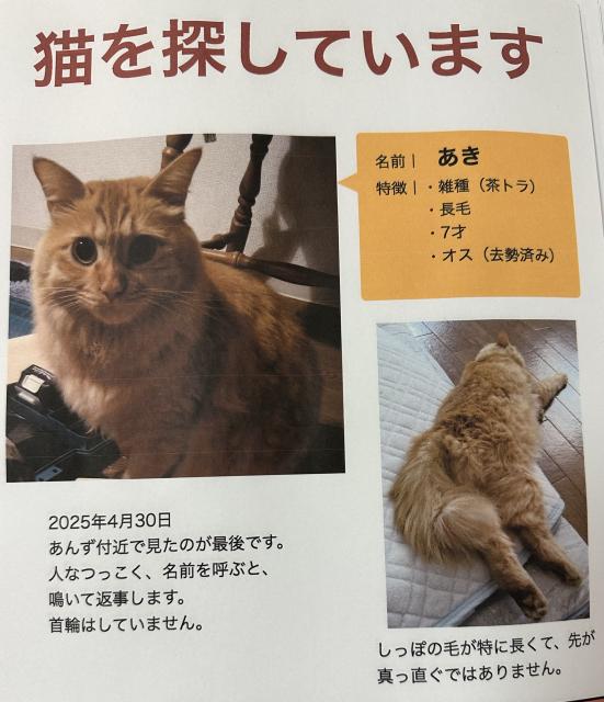 迷子猫No.1790の写真