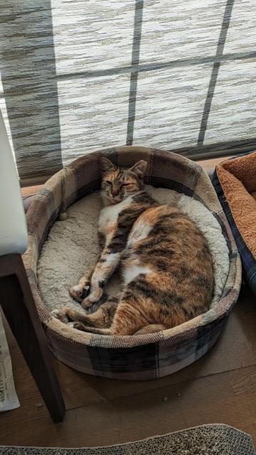 迷子猫No.2055の写真