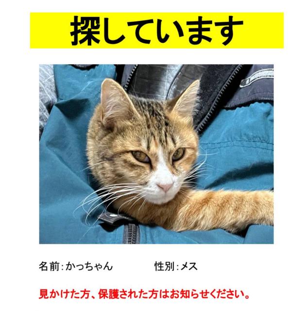 迷子猫No.1864の写真
