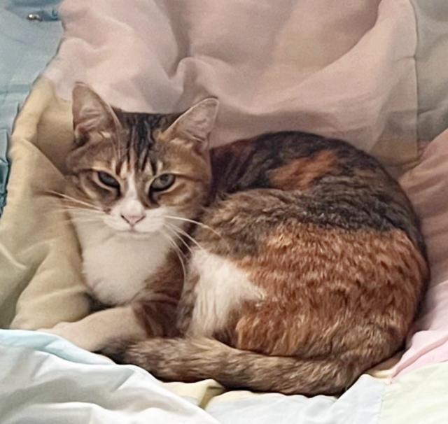 迷子猫の写真2