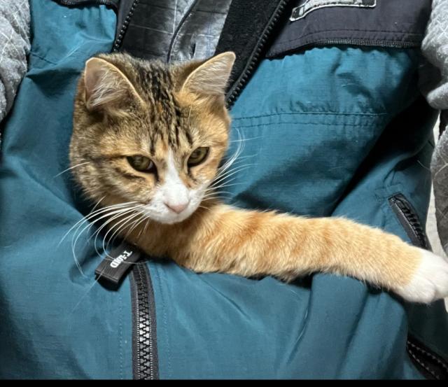 迷子猫の写真3
