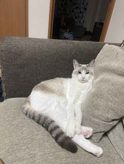 迷子猫の写真1