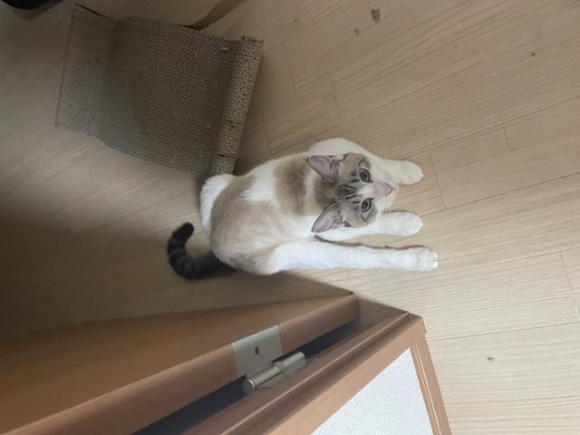 迷子猫の写真2