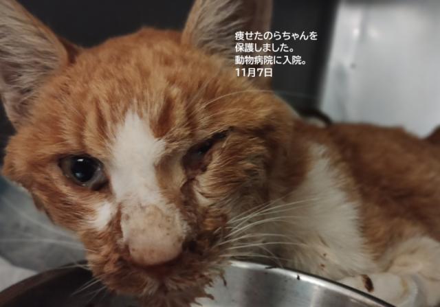 保護猫No.0380の写真