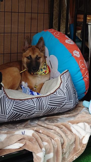 迷子犬No.2044の写真