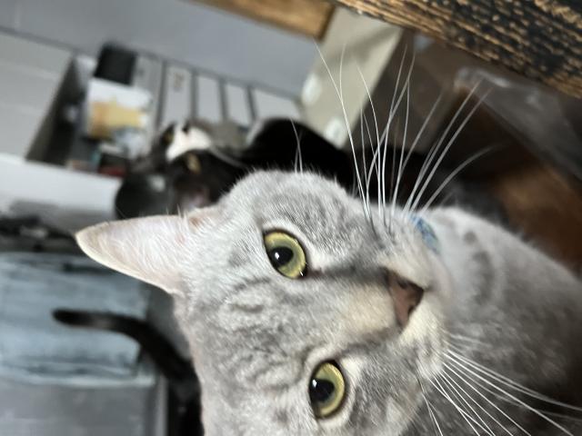 迷子猫の写真1