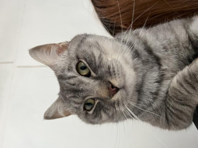 迷子猫の写真2
