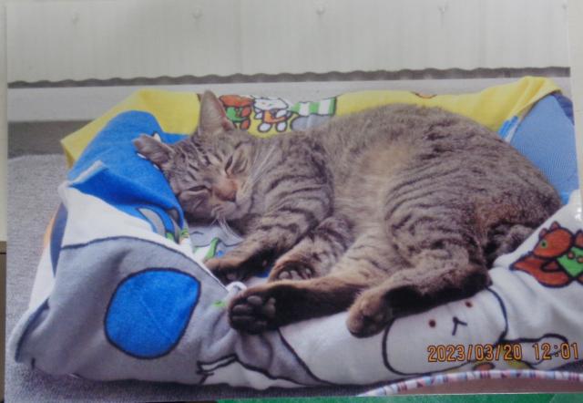 個人間譲渡猫No.0179の写真
