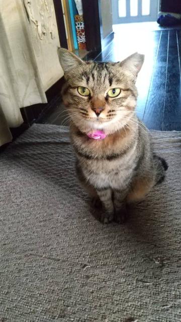 迷子猫の写真1