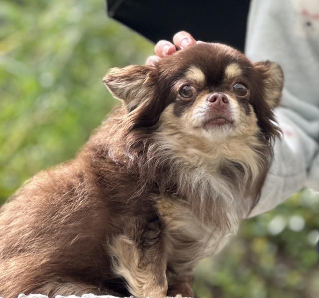 迷子犬の写真1