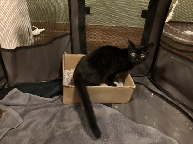 保護猫No.0370の写真